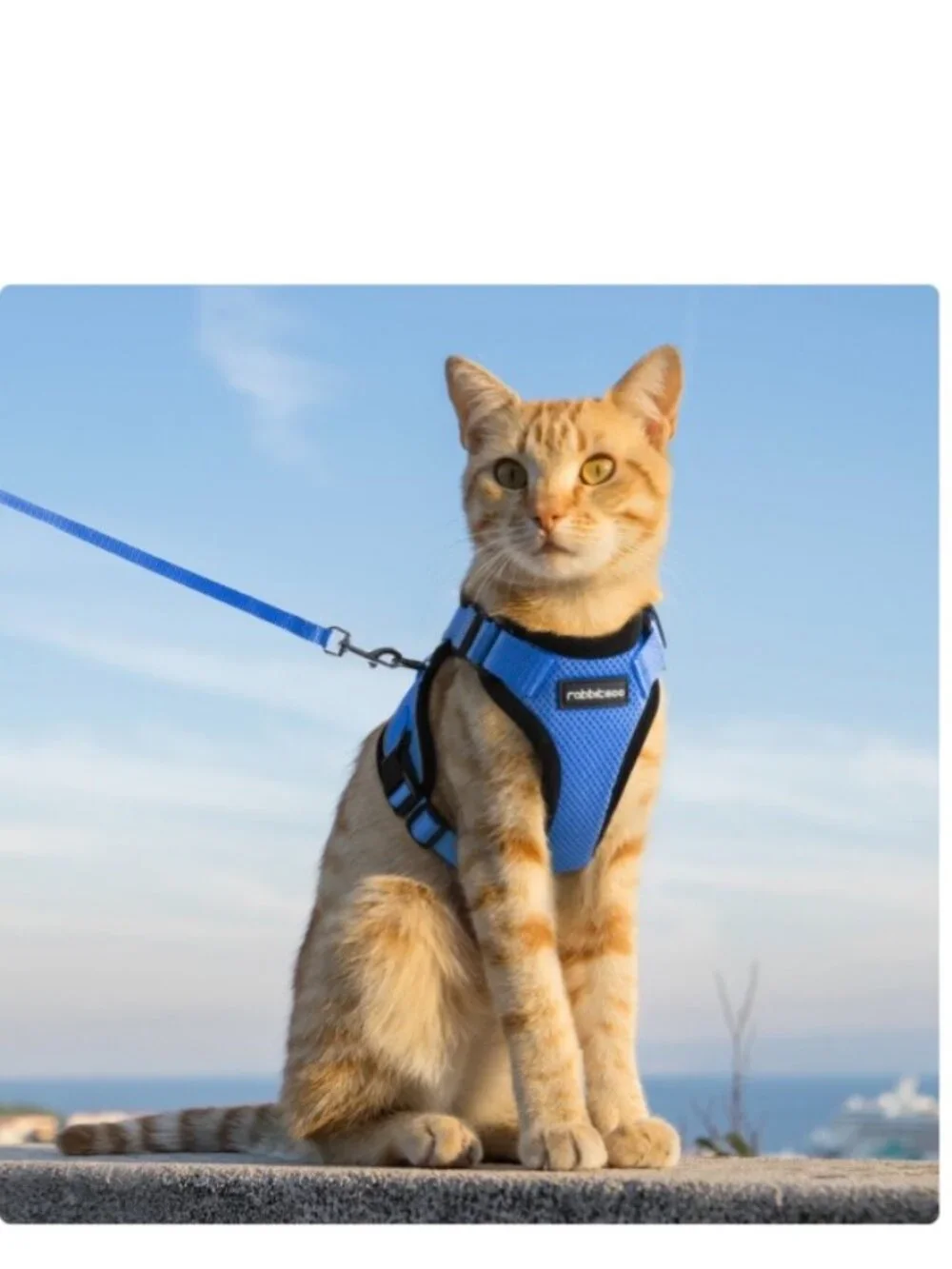 RABBITGOO CAT HARNESS NWOT